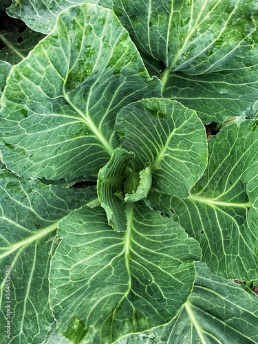 green cabbage, green background