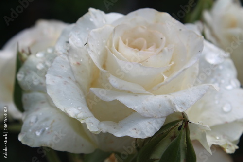white rose with dew drops