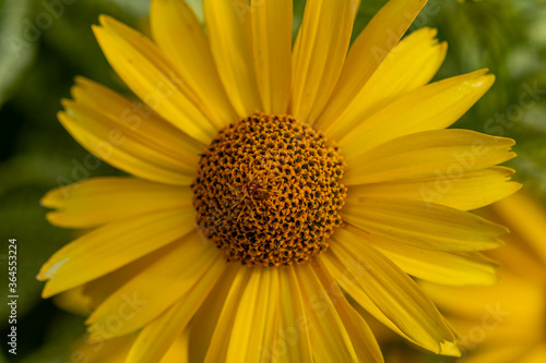 closeup yellow daisy flower