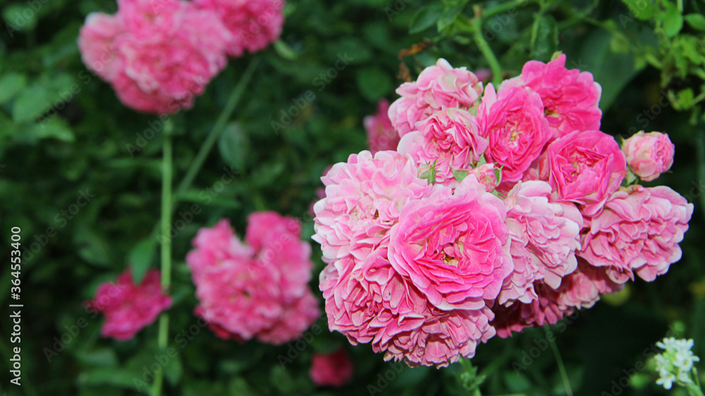 pink rose bush pink rose bush
