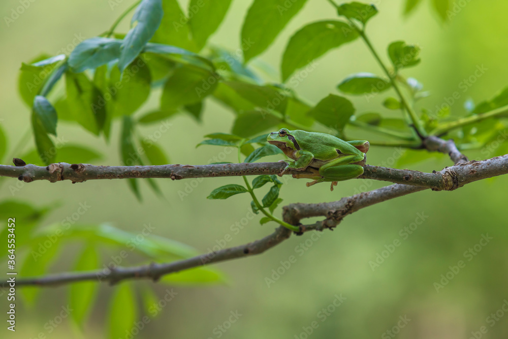 Green tree frog Tree frog - Hyla arborea sitting on a tree branch. There are leaves of a tree around. The photo has a nice bokeh of the old lens. Green tree frog Tree frog - Hyla arborea sitting on a tree branch. There are leaves of a tree around. The photo has a nice bokeh of the old lens.