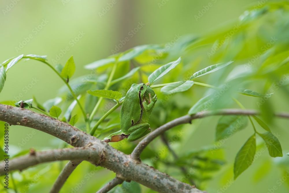 Green tree frog Tree frog - Hyla arborea sitting on a tree branch. There are leaves of a tree around. The photo has a nice bokeh of the old lens. Green tree frog Tree frog - Hyla arborea sitting on a tree branch. There are leaves of a tree around. The photo has a nice bokeh of the old lens.