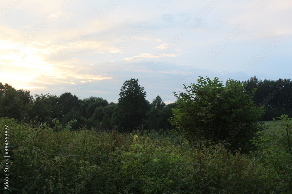 Obraz premium Луг перед лесом