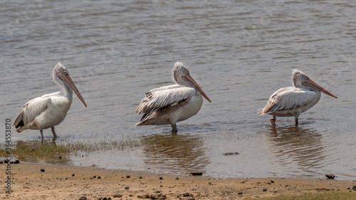 Spot-billed pelican © Guillaume