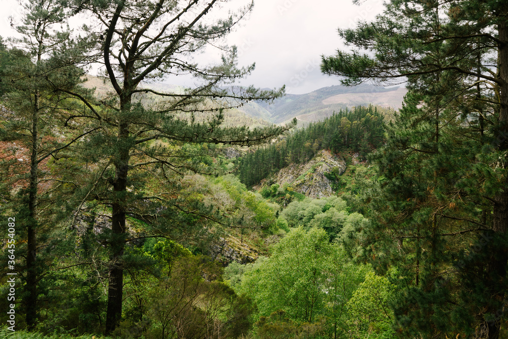 Spectacular drone view of lush woods with tall coniferous trees growing in mountainous area of Hoces del Esva Spectacular drone view of lush woods with tall coniferous trees growing in mountainous area of Hoces del Esva
