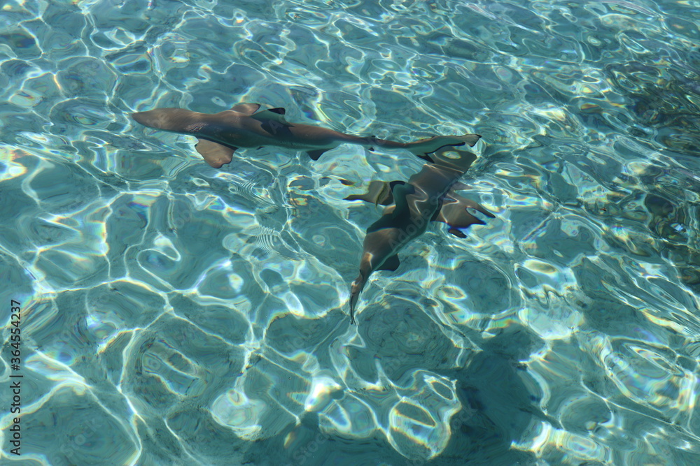 Obraz premium Requins de lagon à Taha'a, Polynésie française