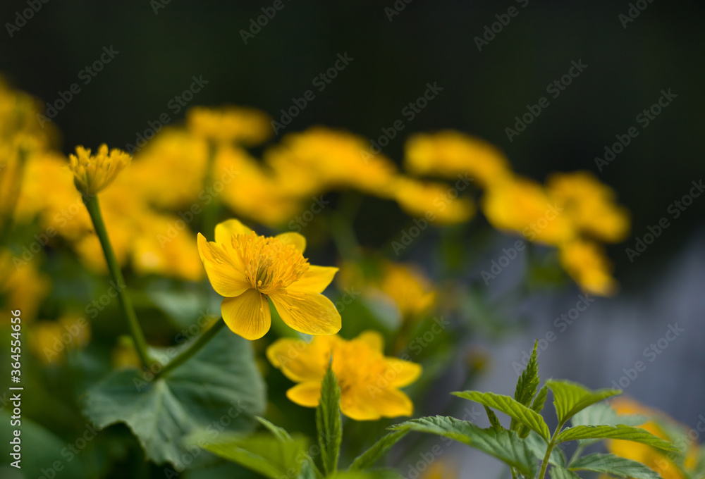 Marsh marigold - Boubin lake - Sumava national park Marsh marigold - Boubin lake - Sumava national park
