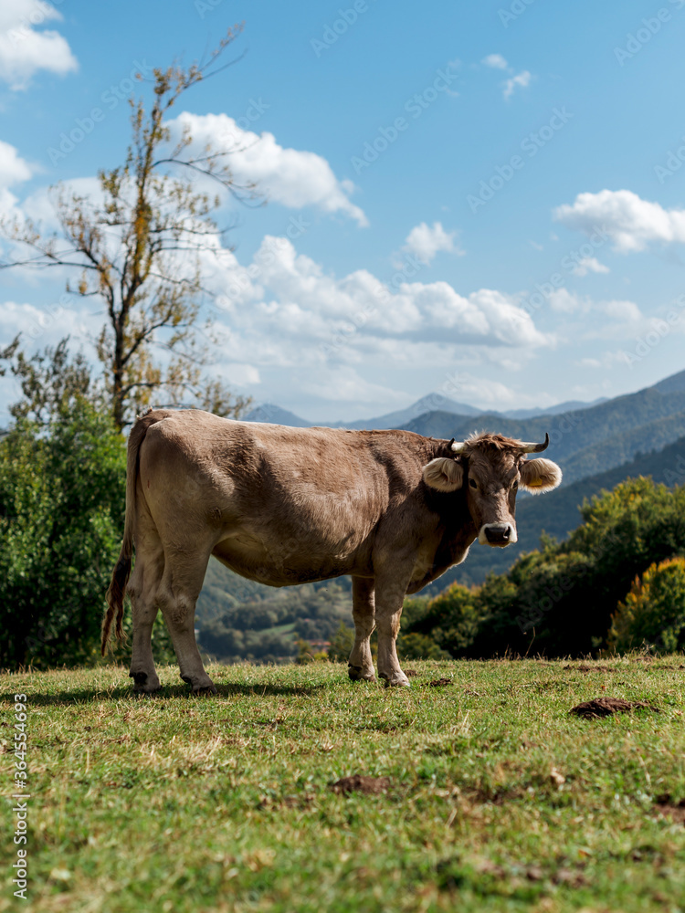Side view of Cantabria Valley cattle pasturing in green field on background of mountains and blue sky Side view of Cantabria Valley cattle pasturing in green field on background of mountains and blue sky