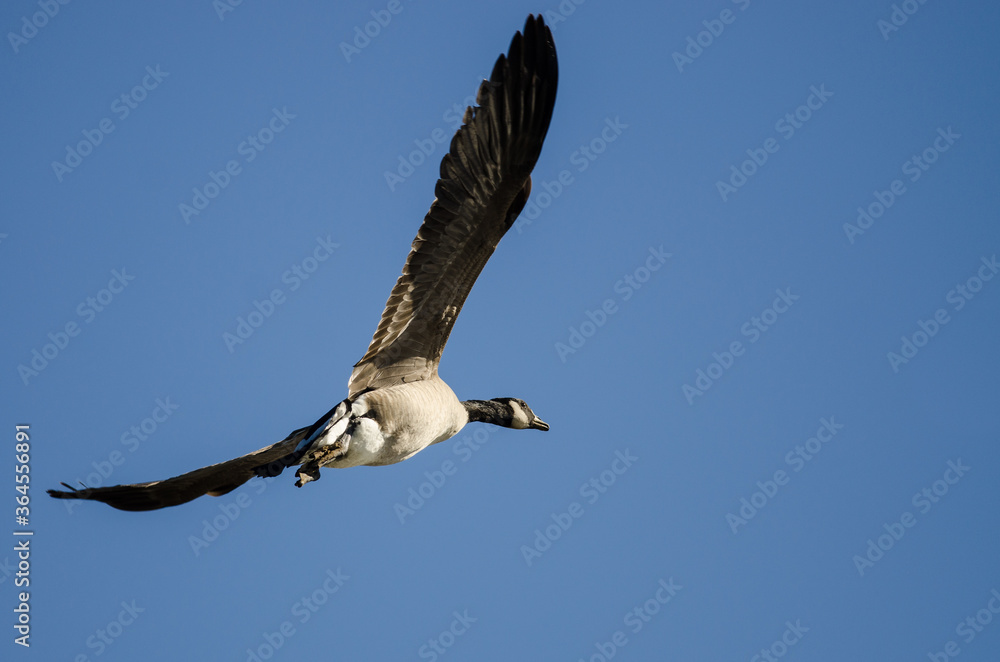 Obraz premium Lone Canada Goose Flying in a Blue Sky