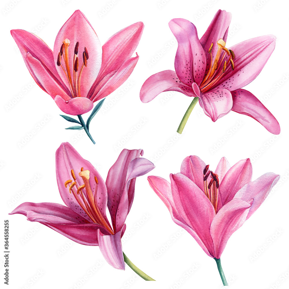 Set of flowers lilies on a white background. Watercolor botanical illustration.