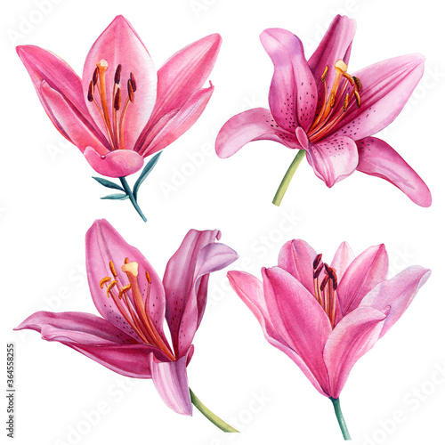 Set of flowers lilies on a white background. Watercolor botanical illustration.