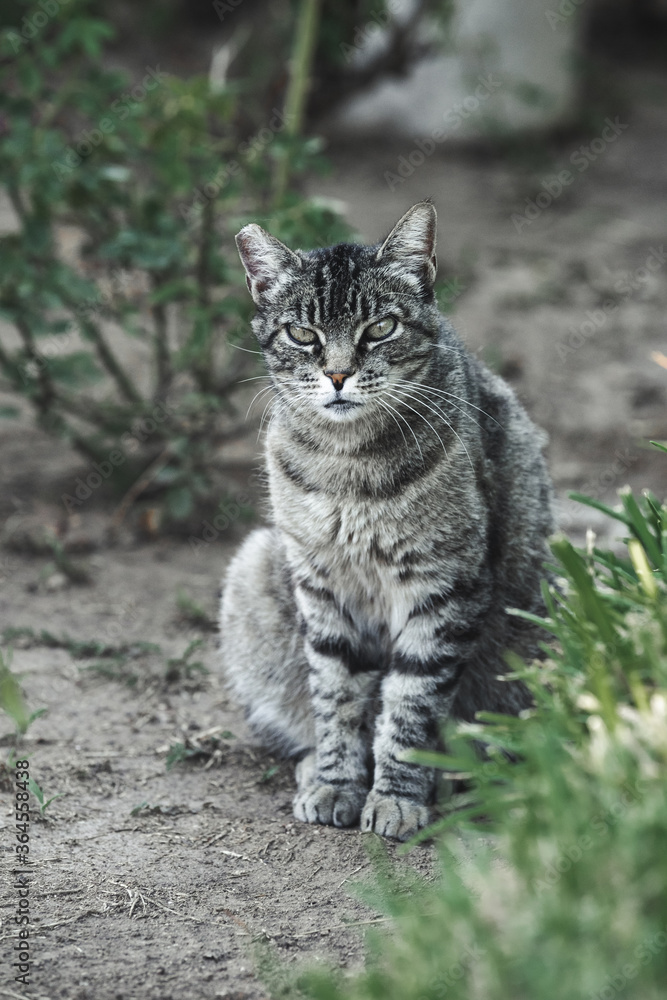 Portrait of neighborhood cat on the front yard. Grey and black colored stripped coat like a tiger. Hazel green eyes with a mean look. Piece of its ear missing from fighting other cats