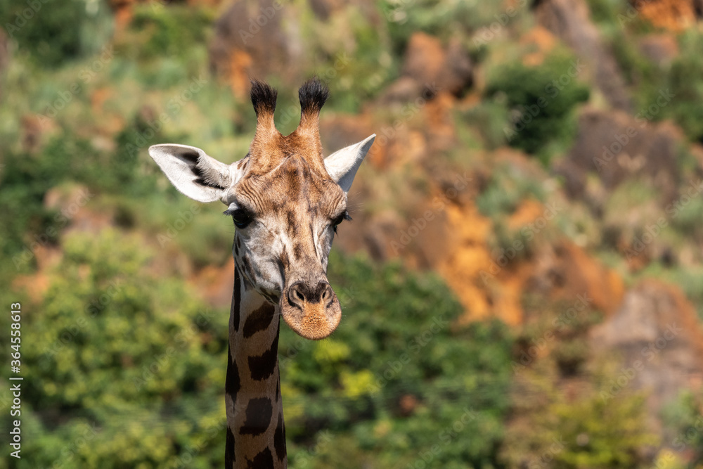 Spotted muzzle of giraffe in field on sunny weather in savanna in summer Spotted muzzle of giraffe in field on sunny weather in savanna in summer
