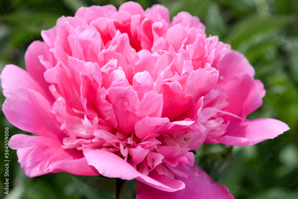 Pink peony flower in garden