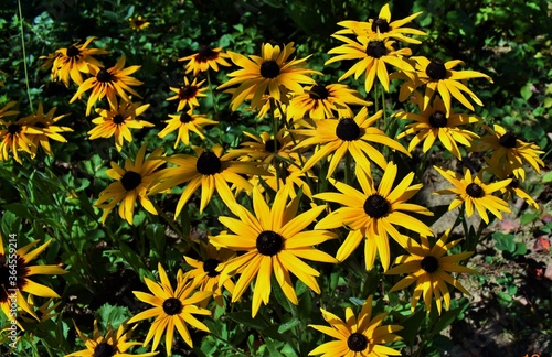 Wallpaper Mural yellow flowers in the garden Torontodigital.ca