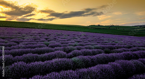 Lavender fields in the summer time