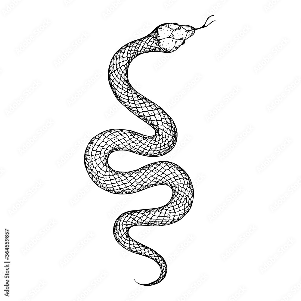 Snake sketch illustration. Vector illustration. Hand drawn illustration ...