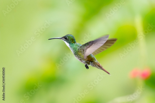 A White-chested Emerald hummingbird hovering in the air with a palm leaf blurred in the background.