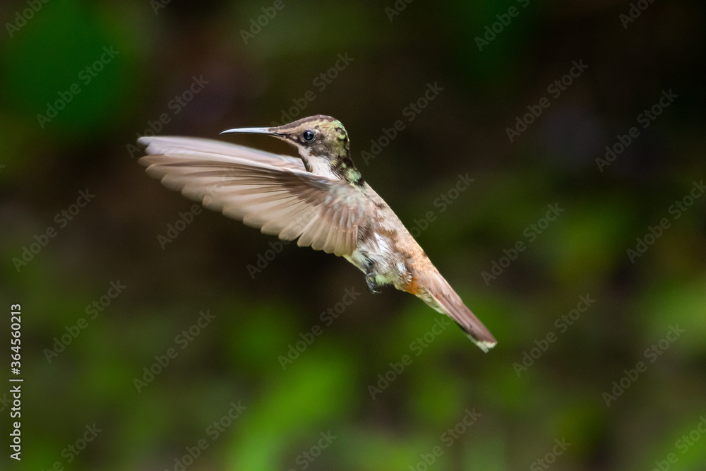 Fototapeta premium A juvenile Ruby Topaz hummingbird hovering with a dark background.