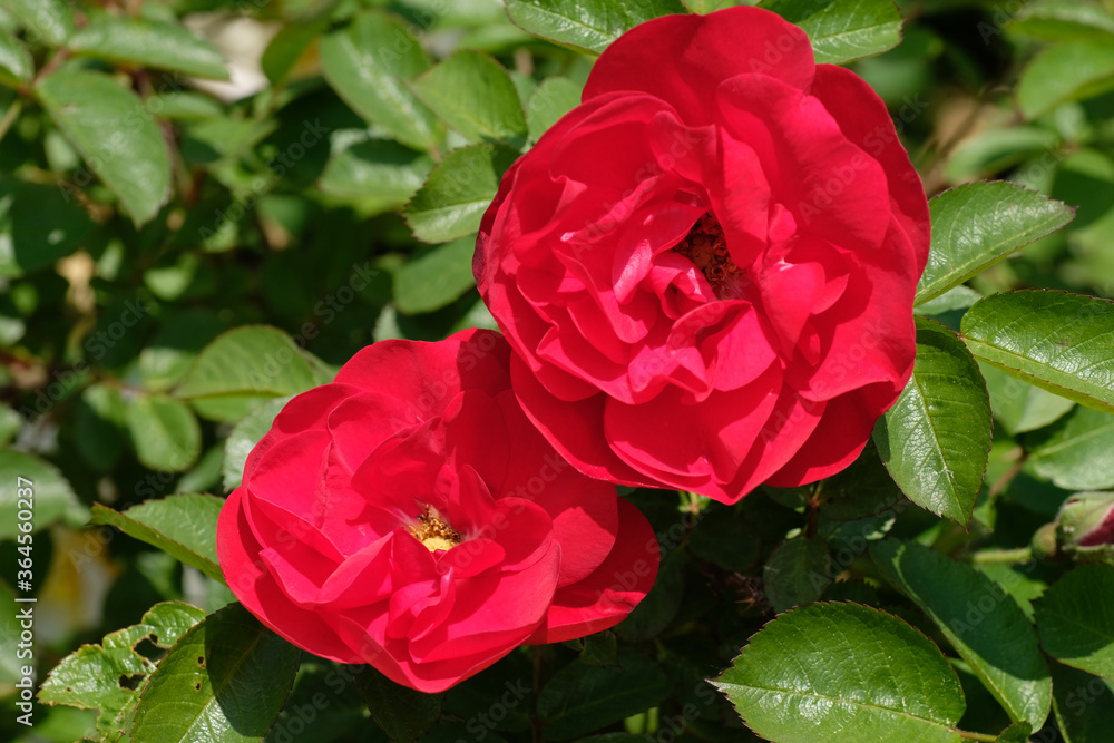 Two red flowers and green leaves. Rosa gallica, the Gallic rose, French rose, or rose of Provins. In bloom. Gardening. Springtime. Poland. Two red flowers and green leaves. Rosa gallica, the Gallic rose, French rose, or rose of Provins. In bloom. Gardening. Springtime. Poland.
