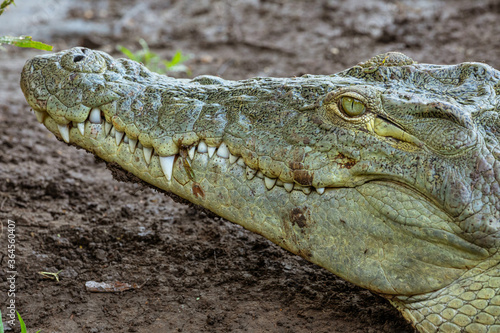 Side view of wild alligator with opened mouth and sharp teeth hiding in dirty mud in Awash Falls Lodge photo