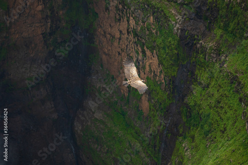 From above of spectacular scenery of wild vulture soaring over rocky cliff and waterfall photo