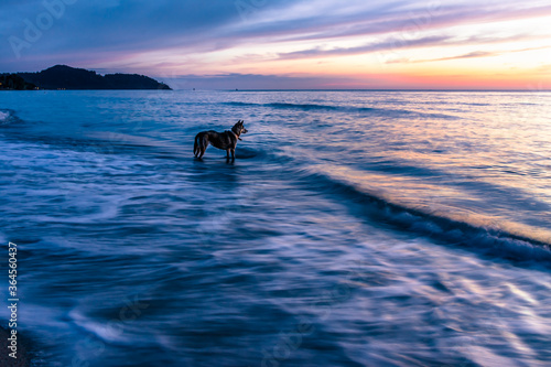 Fototapeta Naklejka Na Ścianę i Meble -  Sunset in the Gulf of Thailand. The dog is watching the sunset.