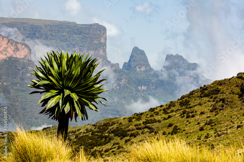 Spectacular landscape of green tree growing on hill on background of rough mountains in Africa