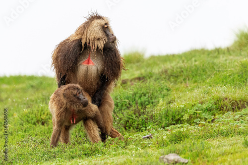 Male and female baboons copulating on wet meadow during overcast day in Africa
