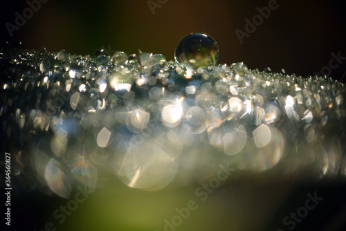 Gotas de agua macro, vivas, verdes, en fondos naturales al amanecer