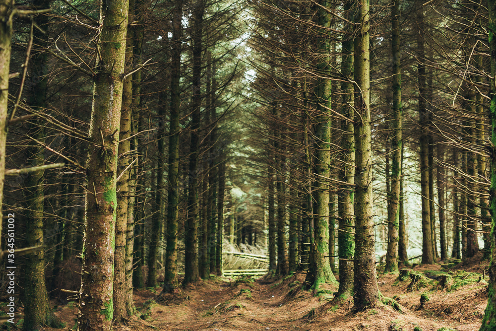 Trunks of dead trees fallen in middle of evergreen dark majestic forest in Ireland Trunks of dead trees fallen in middle of evergreen dark majestic forest in Ireland