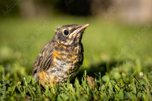 bird on the grass