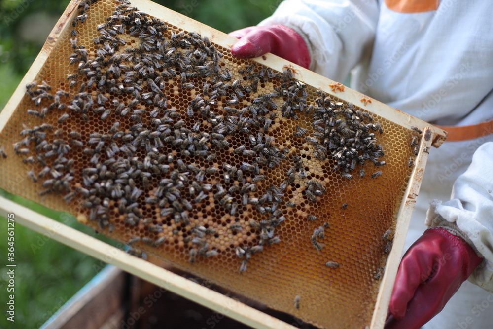 A beekeeper holds a honey cell with bees in his hands. Apiculture. Apiarium A beekeeper holds a honey cell with bees in his hands. Apiculture. Apiarium