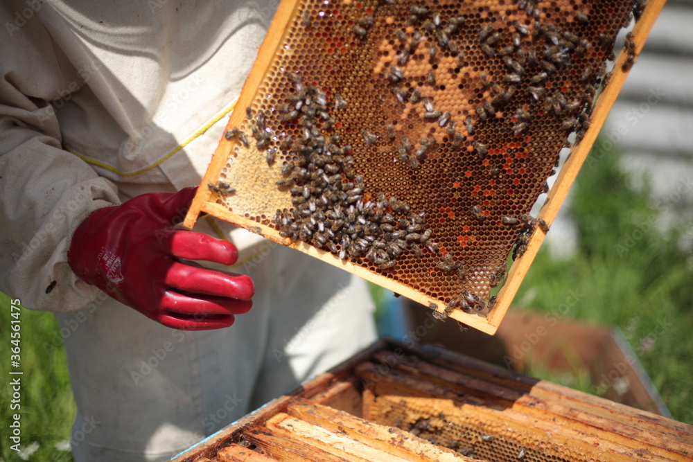 Beehives in apiary with bees, landing boards Beehives in apiary with bees, landing boards