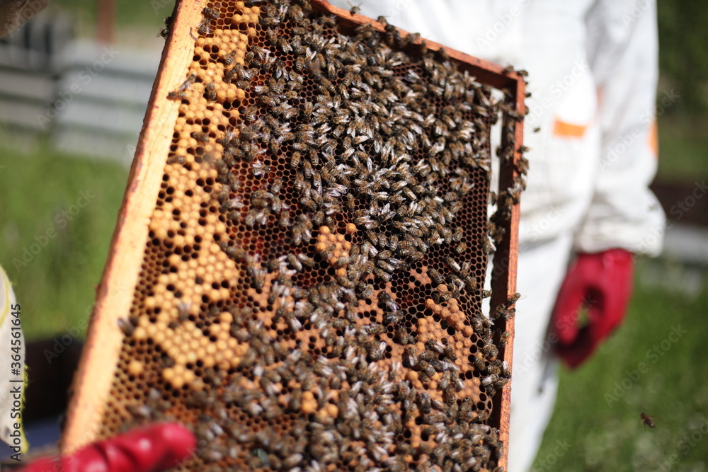 Beehives in apiary with bees, landing boards Beehives in apiary with bees, landing boards