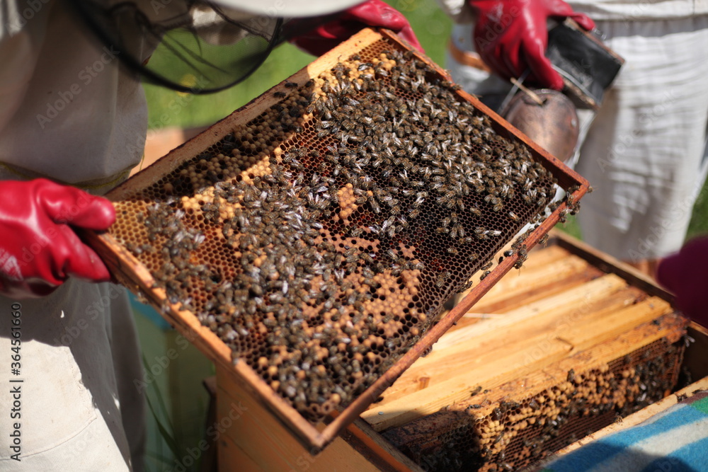 Beehives in apiary with bees, landing boards Beehives in apiary with bees, landing boards