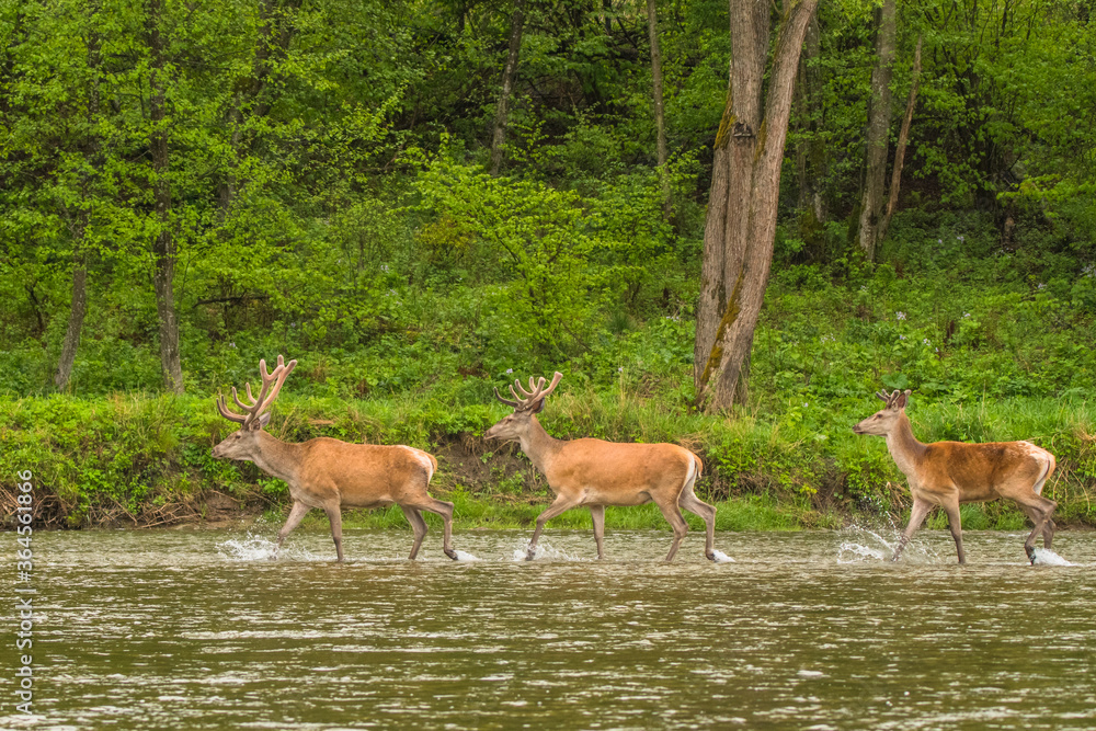 Obraz premium Red Deer stag in the river. Bieszczady. Carpathians. Poland.