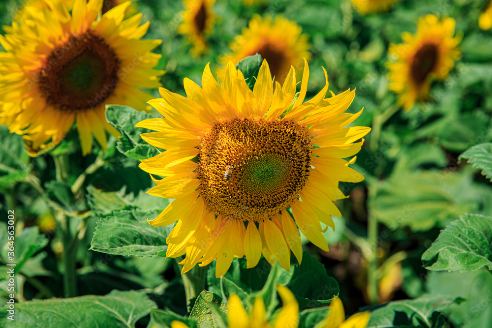 Fototapeta premium Blooming sunflowers on the summer field