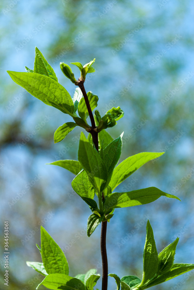 the blossoming leaves of the tree are bright green against a strong bokeh background. Sunny day, spring the blossoming leaves of the tree are bright green against a strong bokeh background. Sunny day, spring