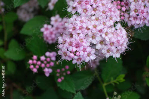 Gypsophilla flowers