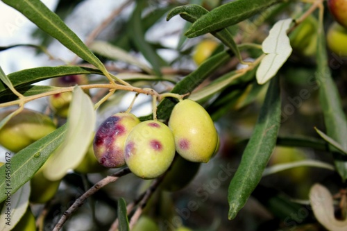 Olives on tree branch in olive grove of Attica, Greece.