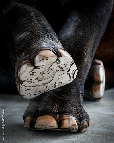 Elephant's feet whitened with chalk