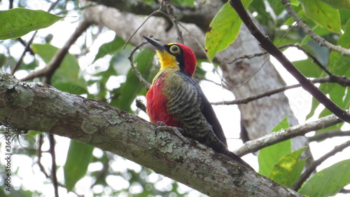 woodpecker with yellow forehead