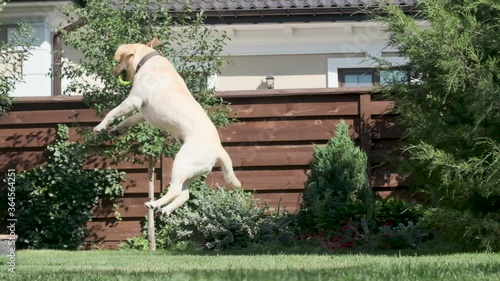 Labrador dog jumps for a toy and catches it. A yellow labrador in the courtyard of a private house on the green grass is playing with a toy. Background: wooden fence and juniper. 4 times slow motion.