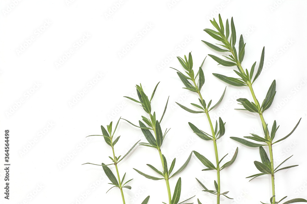 Fototapeta premium Fresh green rosemary isolated on white, top view. Aromatic herb.