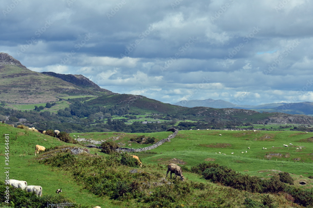 Rural Welsh landscape with rolling countryside and distant mountains.  Sheep grazing in green meadows.  Distant mountains and blue sky.  Location, by Criccieth, north Wales.