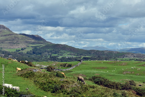 Rural Welsh landscape with rolling countryside and distant mountains. Sheep grazing in green meadows. Distant mountains and blue sky. Location, by Criccieth, north Wales.