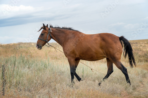 Red beautiful horse posing in a meadow in front of the camera © pro2audio