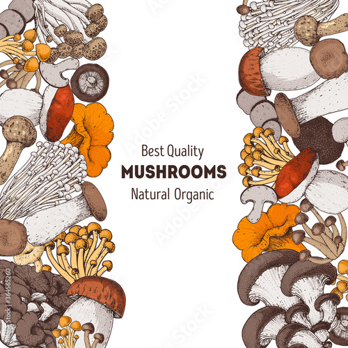 Edible mushrooms hand drawn. Vector illustrations collection. Hand drawn food. Vintage mushrooms. Organic food. Forest mushrooms. Vintage mushrooms background. Healthy food illustration. Colorful set.