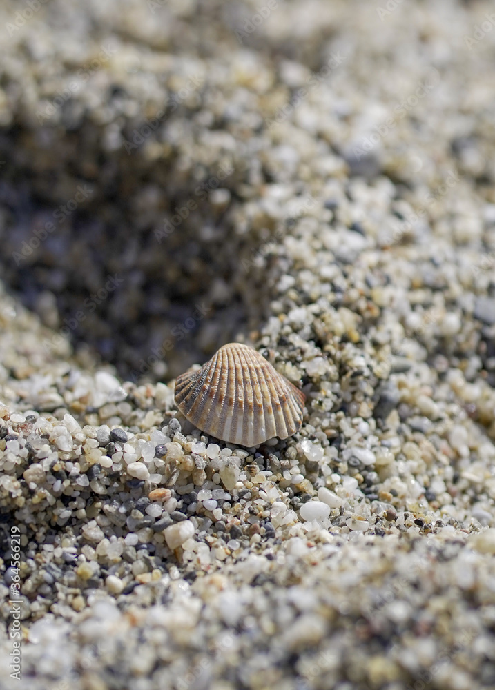 Sea shell on sand from a spanish beach